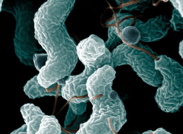 Campylobacter Rising Star In Food Borne Diseases Food Safety Experts